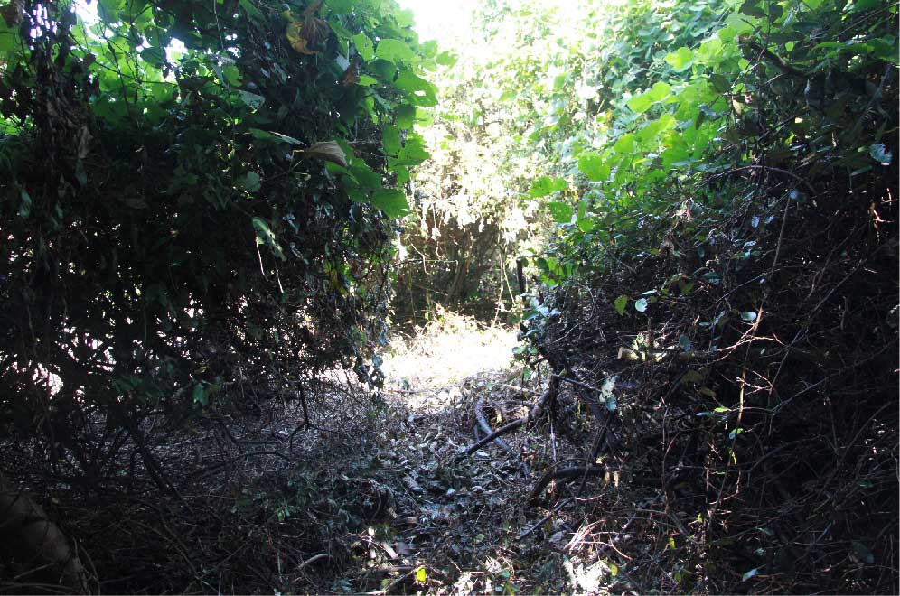 木の家･波の家とは