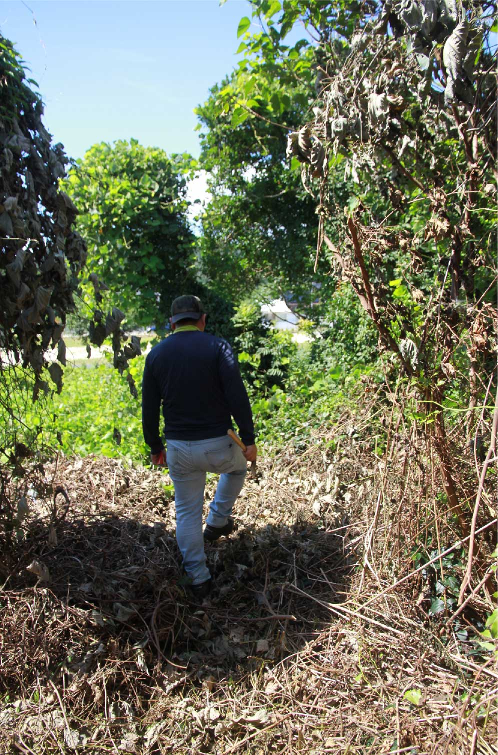木の家･波の家とは